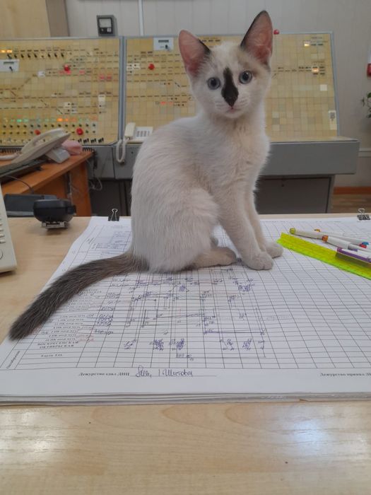 Отдам котёнка в добрые руки, кушает всё, к лотку приучен.