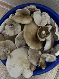 Лесные грибы синеножки