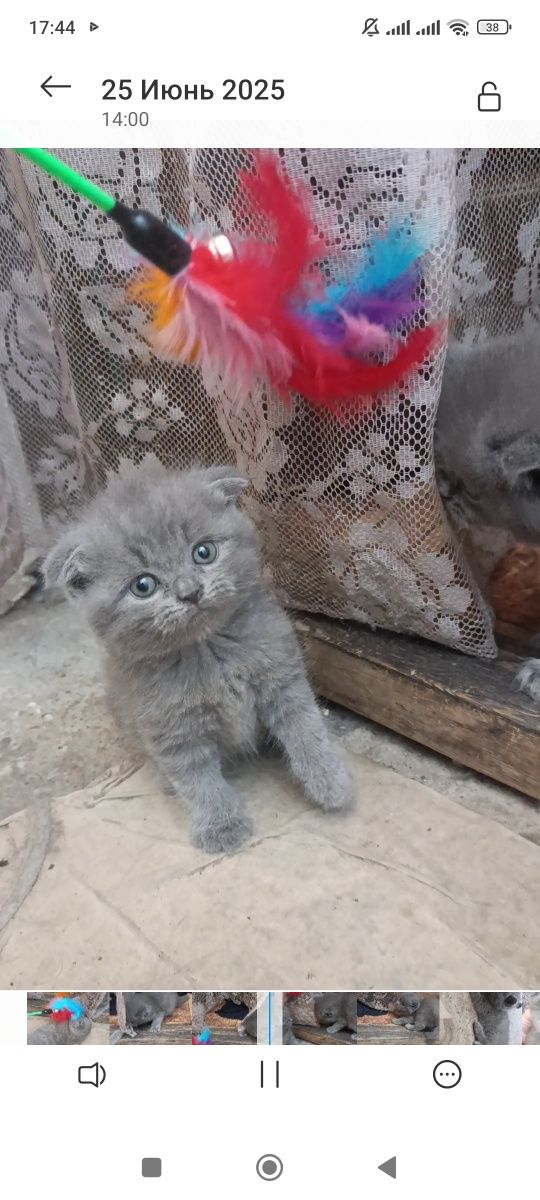 Скотиш фолд девочка