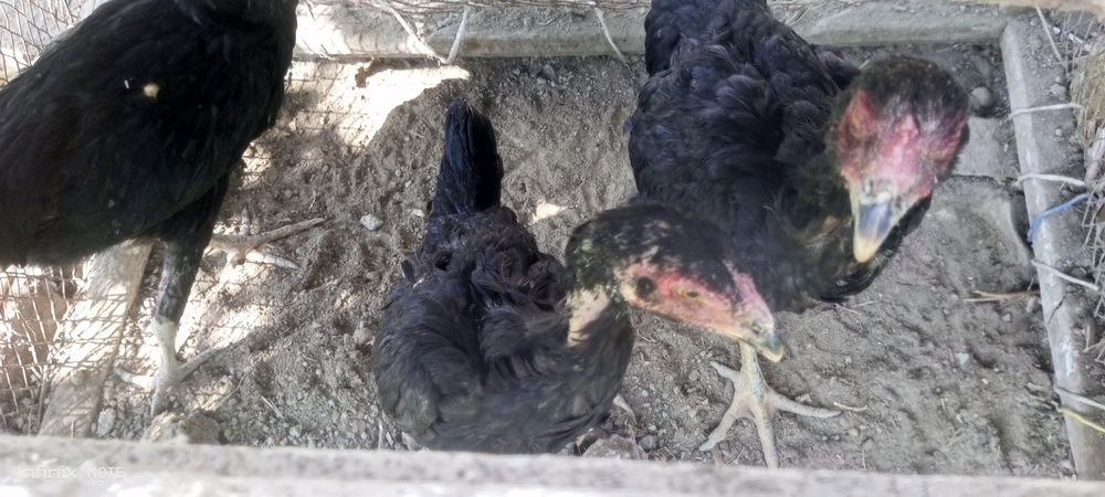 Куланги жужа хуроз сотилади