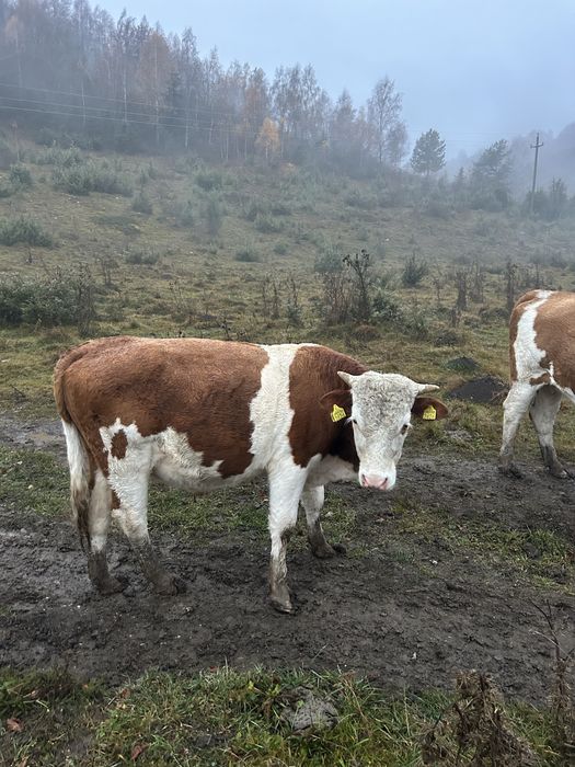 Vând tauraș ……..