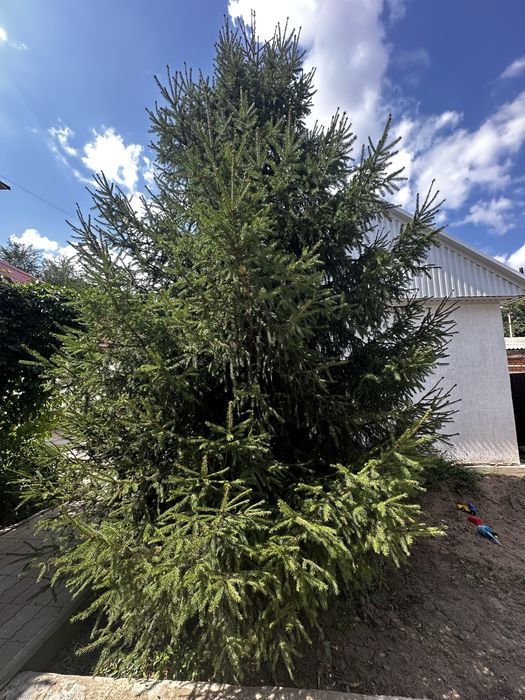 Ель обыкновенная