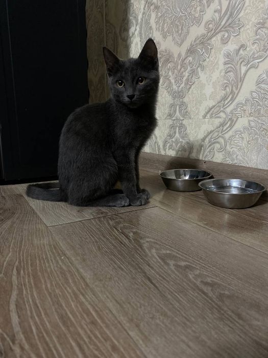 Скотиш страйт . Scotish strayt