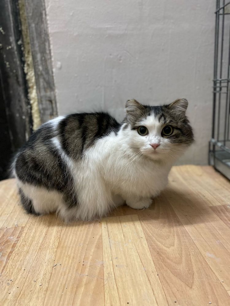 Длинношерстная кошка ищет дом