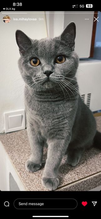 Британска мъжка котка