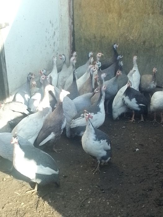 Bibilici diferite culori de vânzare