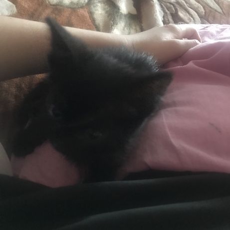 Котенок черного цвета
