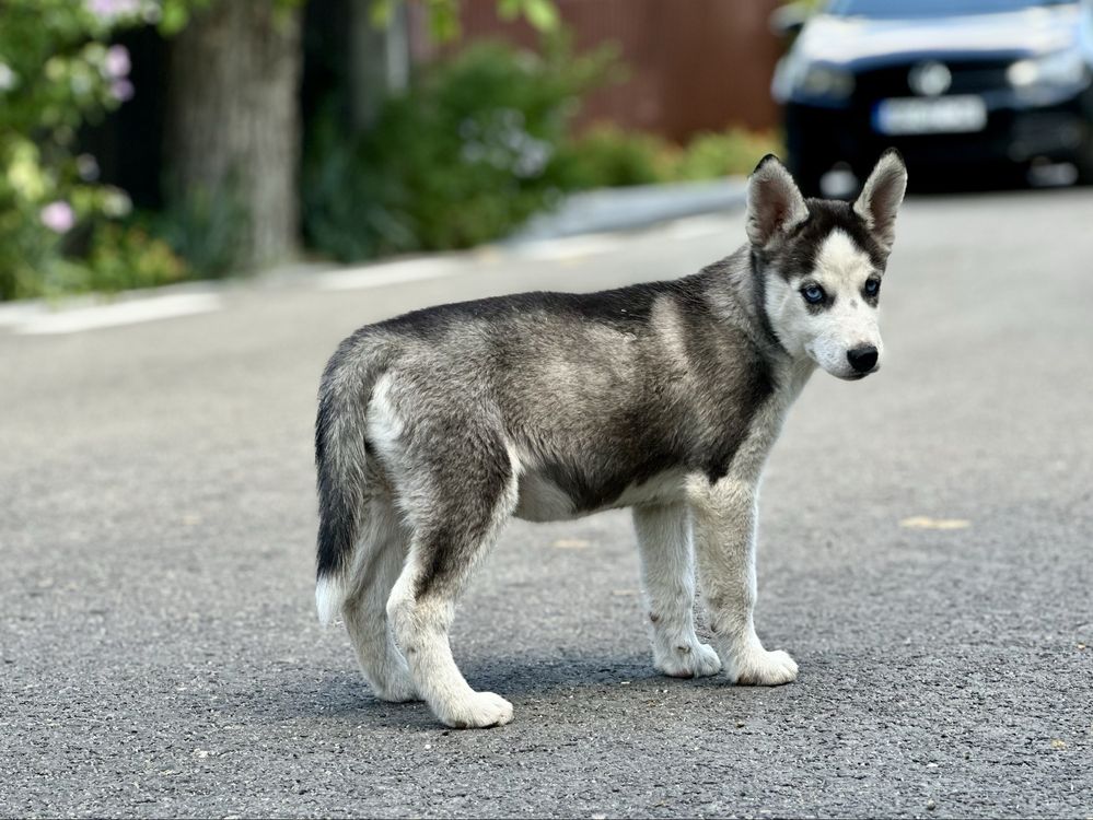 Femela husky siberian(exemplar deosebit)!