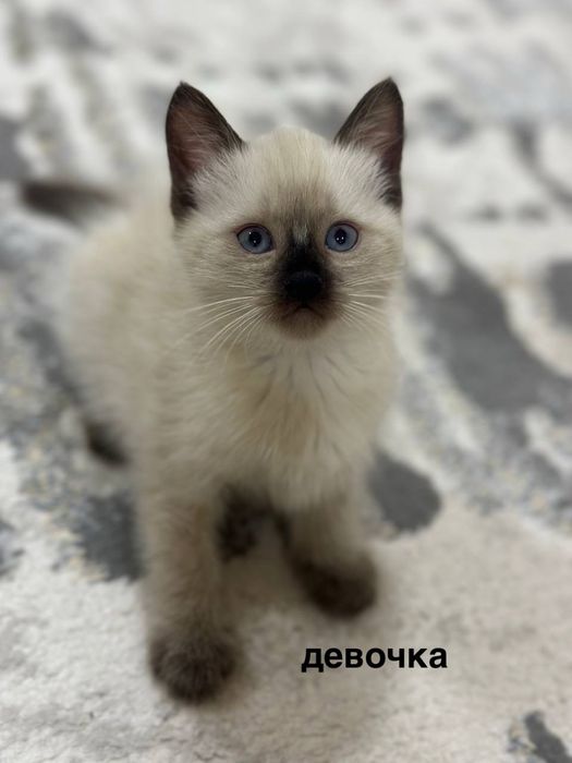 Сиамский котёнок
