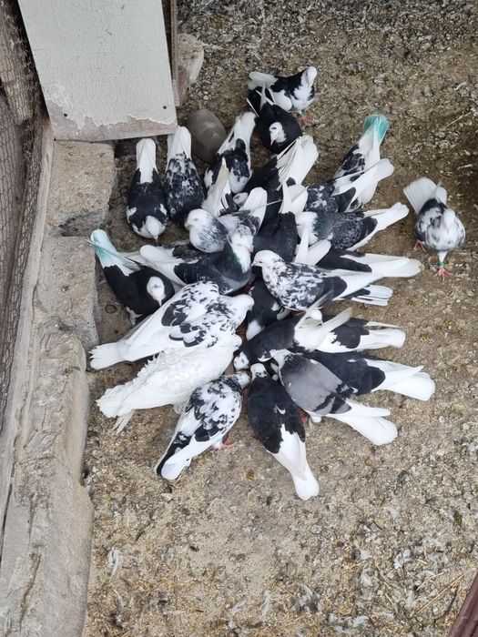 Birmigham rolleri porumbei