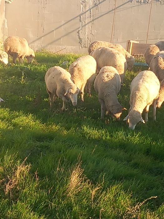 Vand 100 de oi merinoase