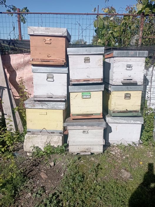 Cutii faguri foiță , lazi stupi cu caturi