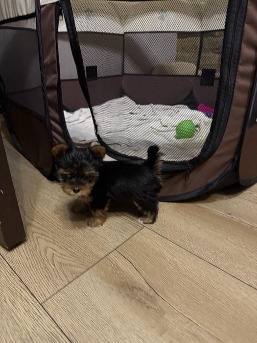 Мини йокширски териер / Мини йорки