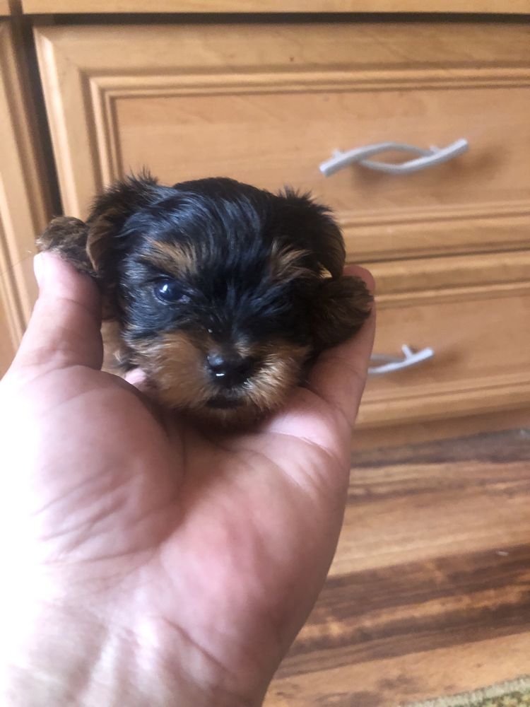 Yorkshire Terrier mini tit