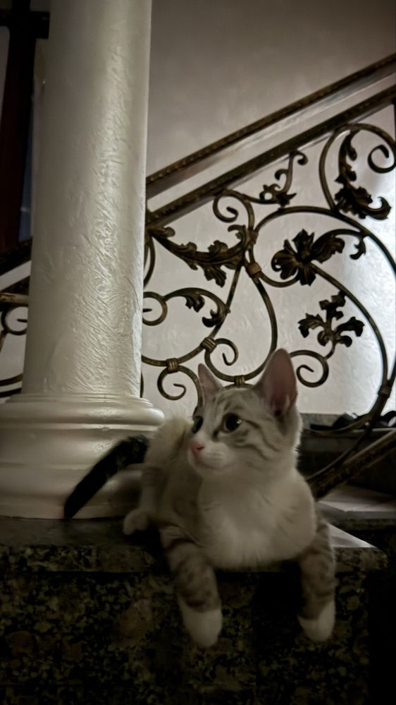 Котенок. Мушукча.