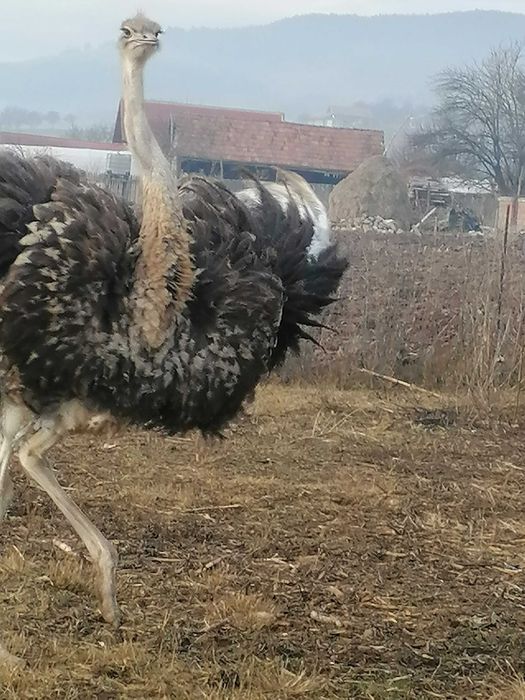 Vând Struț de 1 an și 4 luni.