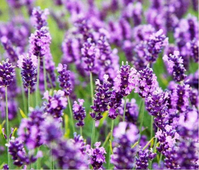 Lavanda guli sotuvda