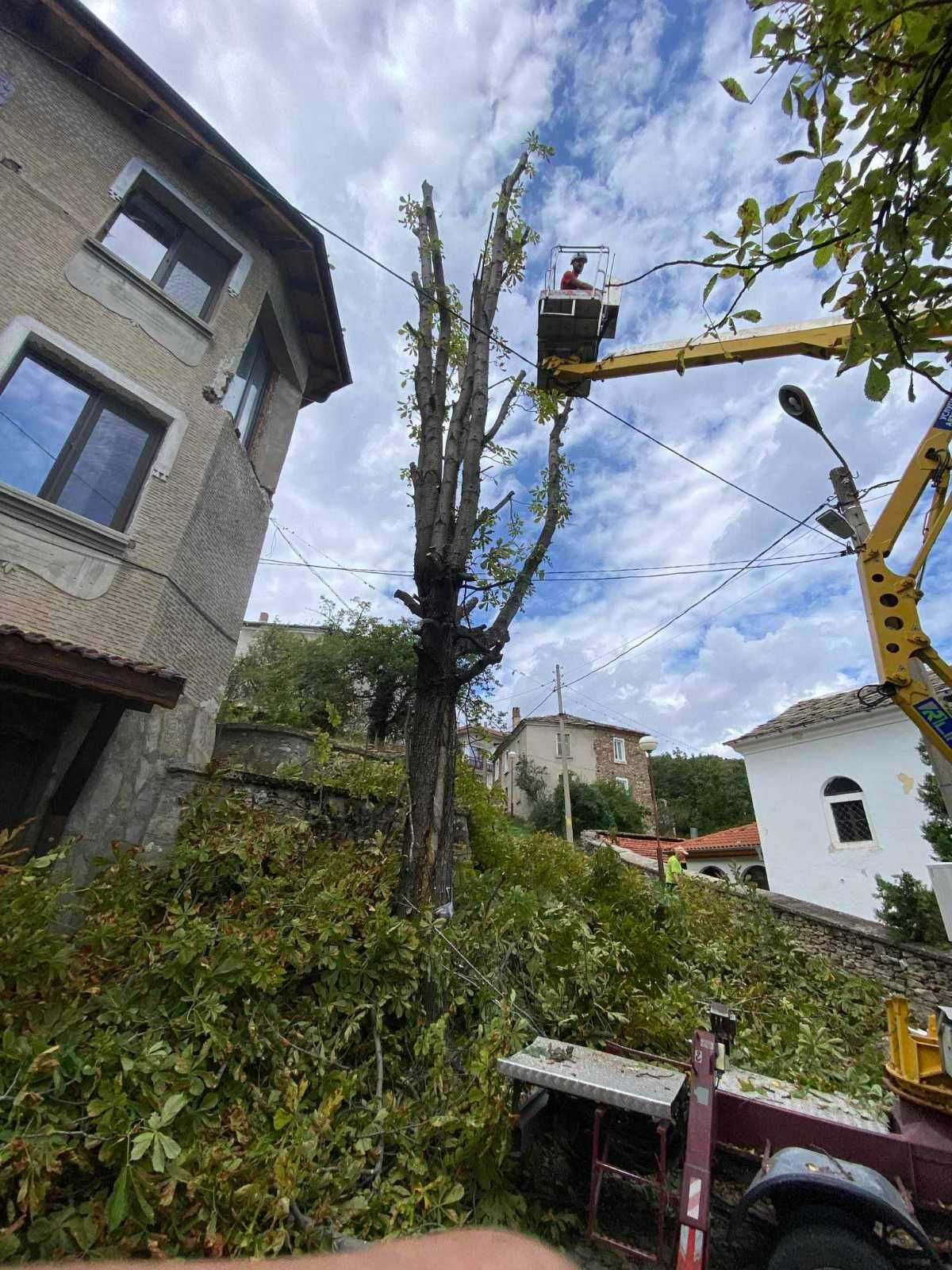 Кастрене и премахване на опасни и високи дървета в Пазарджик