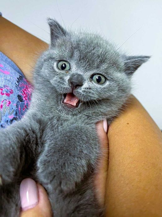 Pisic British Shorthair blue