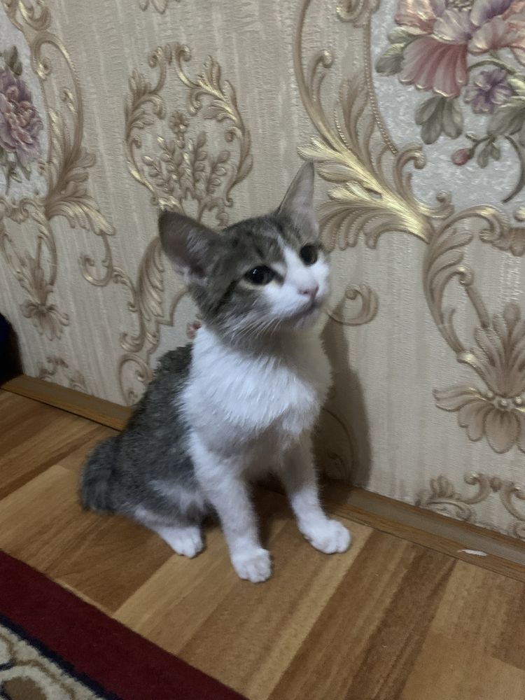 Домашний кот очень хороший