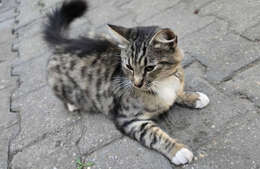 Donez doua pisici (mama si pui) blande, prietenoase