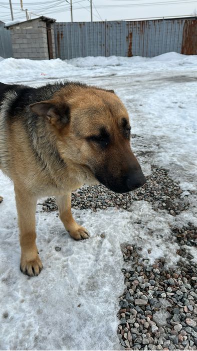 Ищем подругу для вязки.