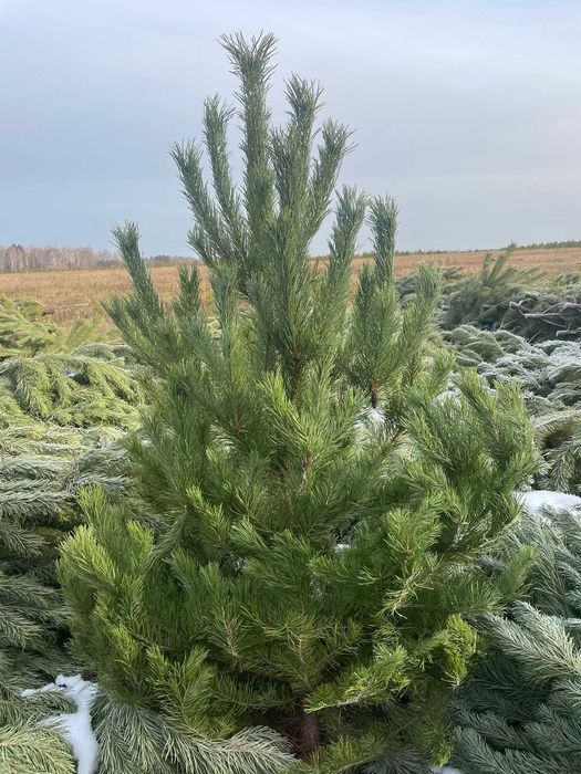 Новогоднаяя Сосна Оптом