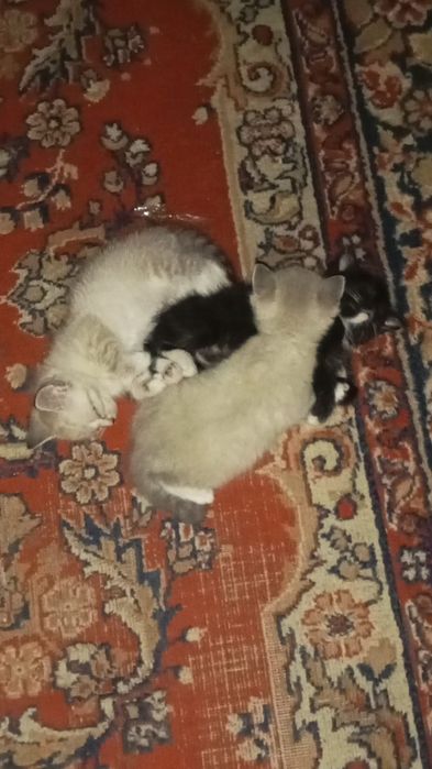 Отдам котят в хорошие руки все мальчики