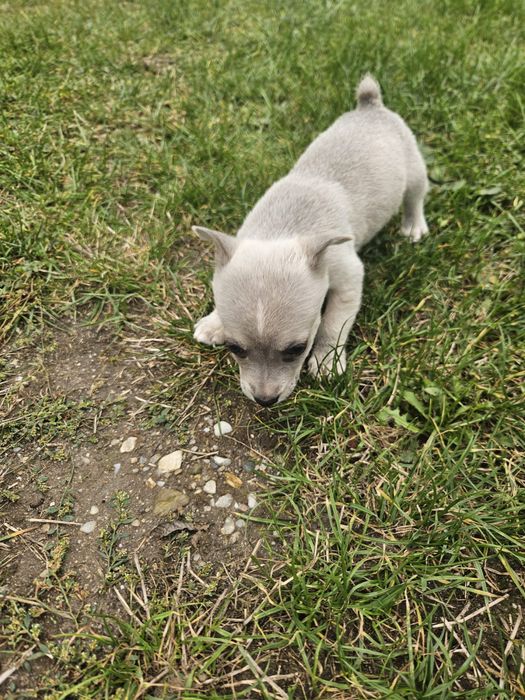 Donez 5 puiuti de caine