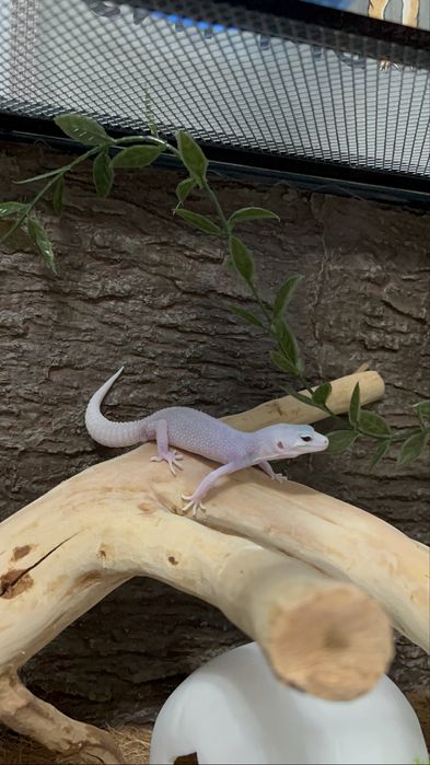 Эублефар самец С СИНРОМОМ ЭНИГМЫ 1 степени