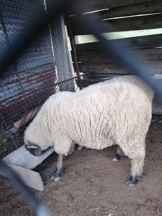 Vind berbecut melinos. Nior de anul trecut.