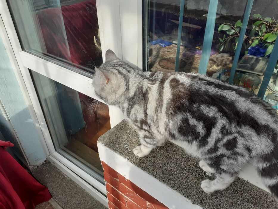 British shorthair silver tabby 3 luni