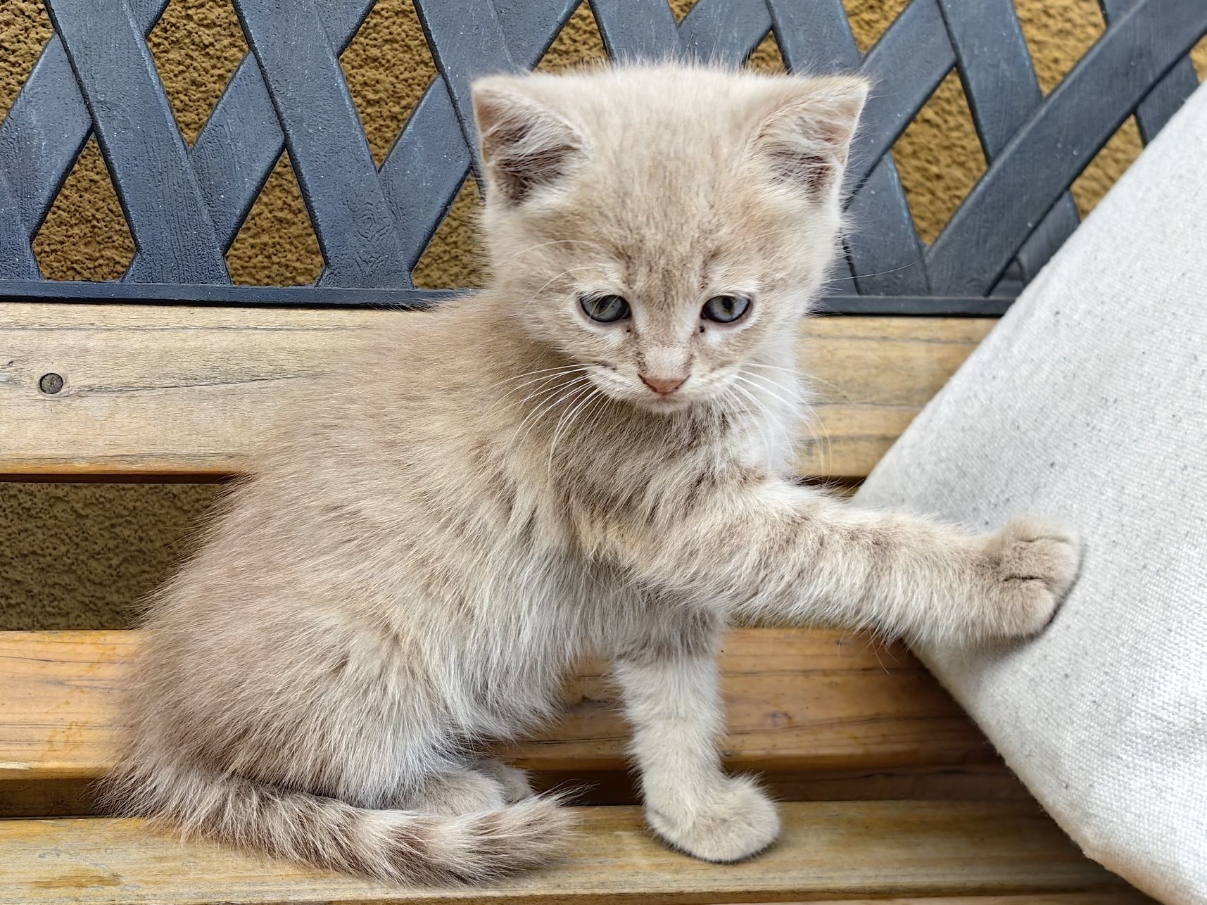Подарява котенца на 1,5 месеца + пакет с храна