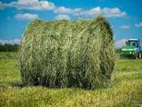 Продам сено в рулонах  луговое разнотравье.