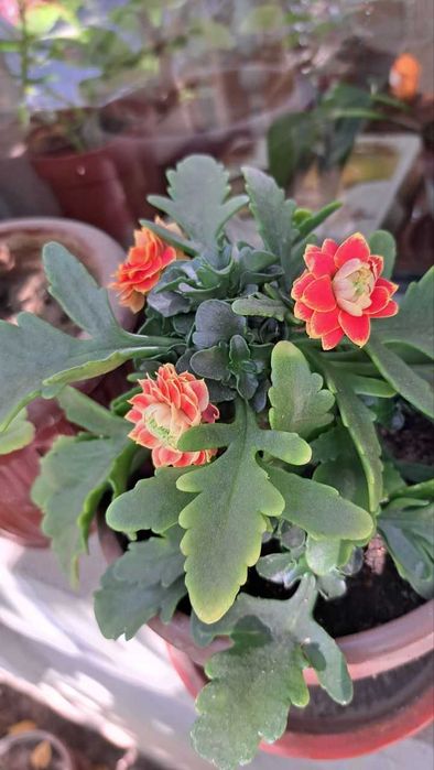 Каланхой цветут как на фото