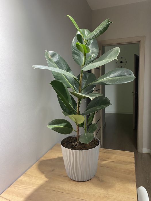 Продается Фикус в горшке