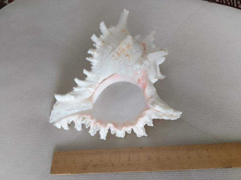 Продам ракушу с ГОА