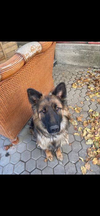 продам собаку, овчарка