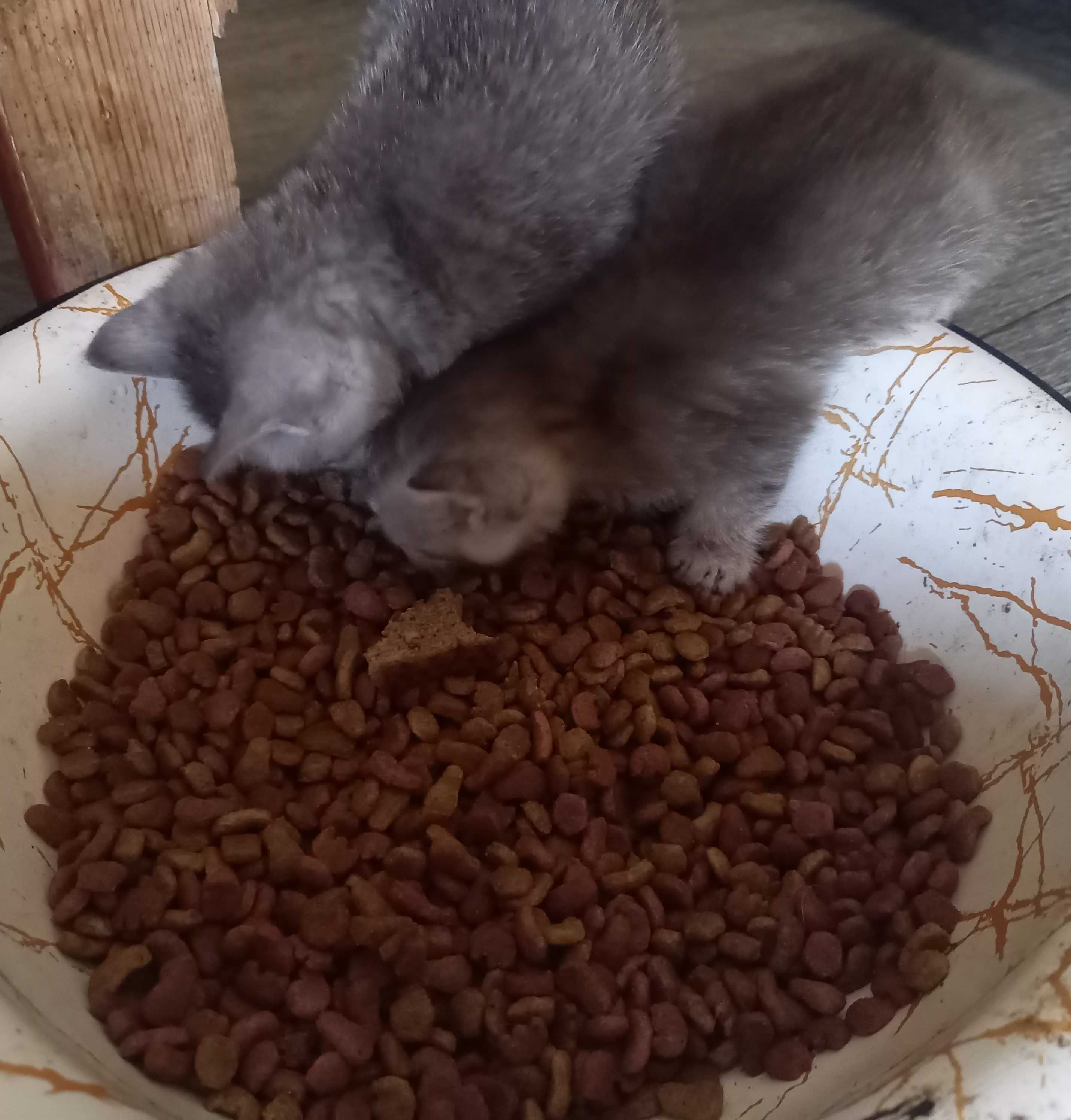 Котят в Добрые ручки
