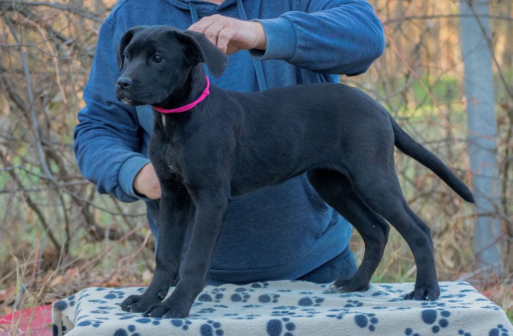 Cane Corso 4 Luni Femela