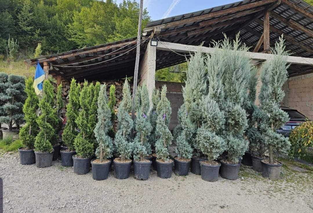 Plante ornamentale la prețuri de producător :
- tuia smaragd
- tuia co