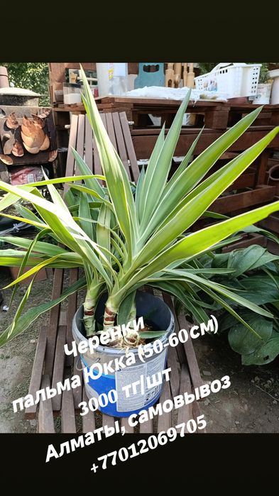 Черенки пальма Юкка (50-60 см)