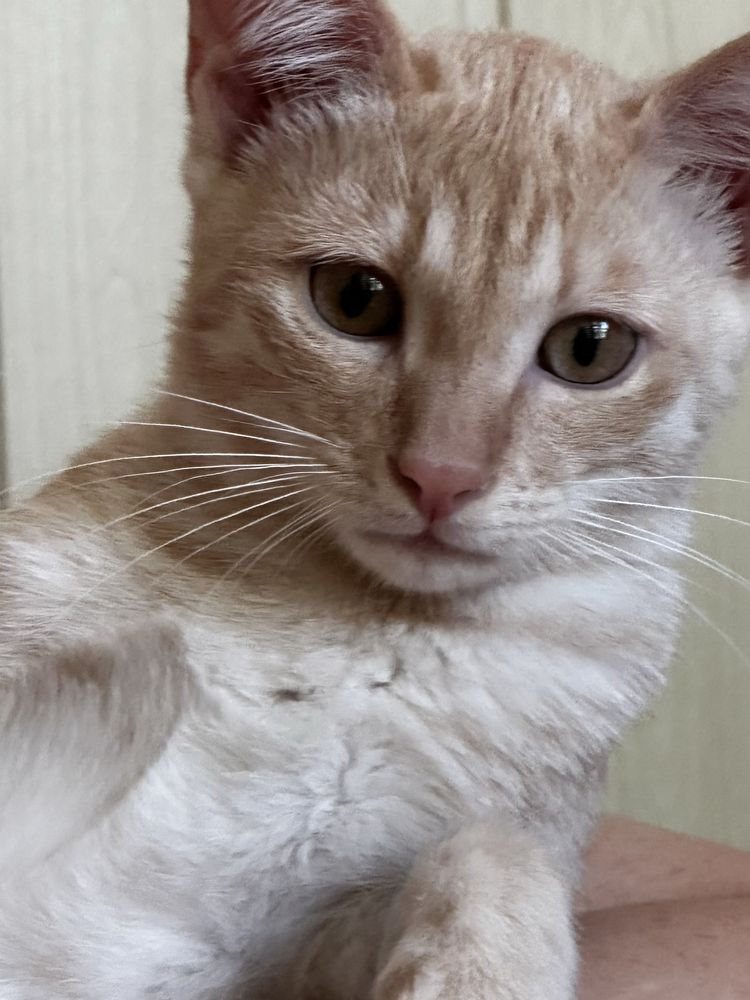 Отдам котят в хорошие руки