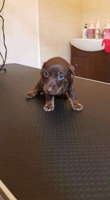 Tuns caini - coafor canin