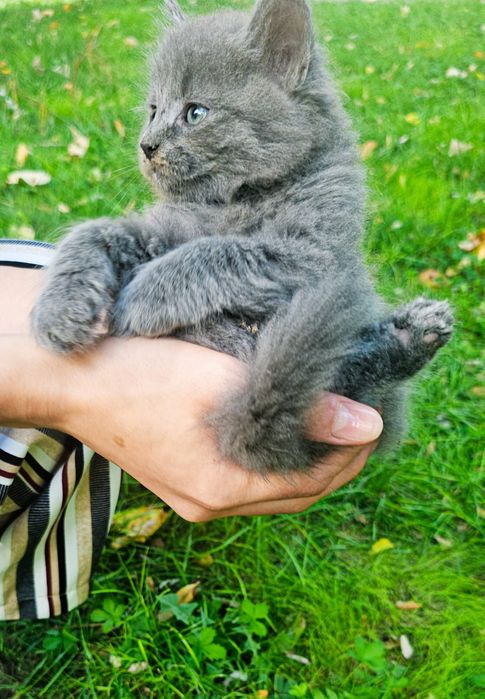 Pisic gri foarte frumos