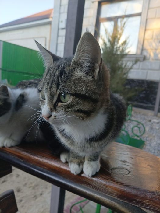 Отдам котят в добрые руки