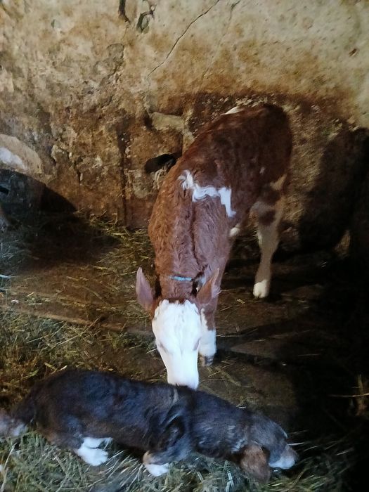 Vand jurinca cu vitea