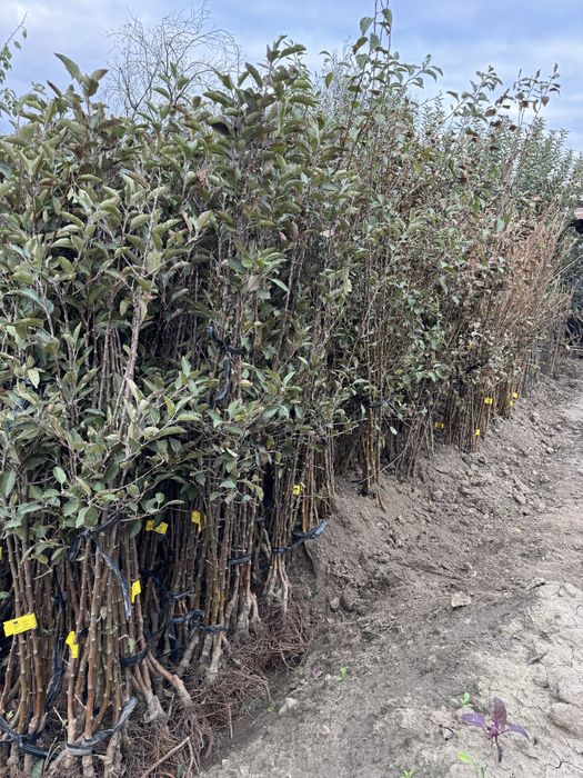 Pomi fructiferi altoiti, certificati