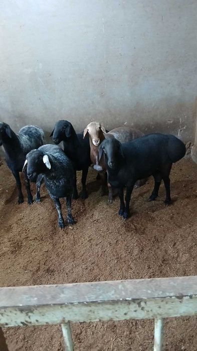 Qo'chqorlar | Баран