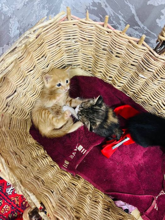 Отдам трех замечательных котят в хорошие руки.